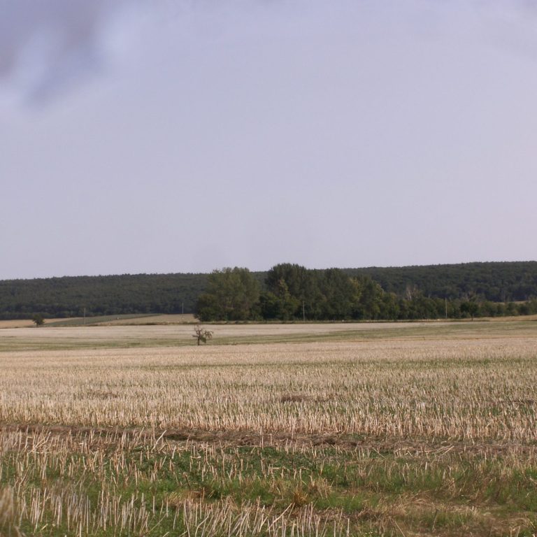 Weites Feld mit getrocknetem Gras und einem Baum am Horizont.