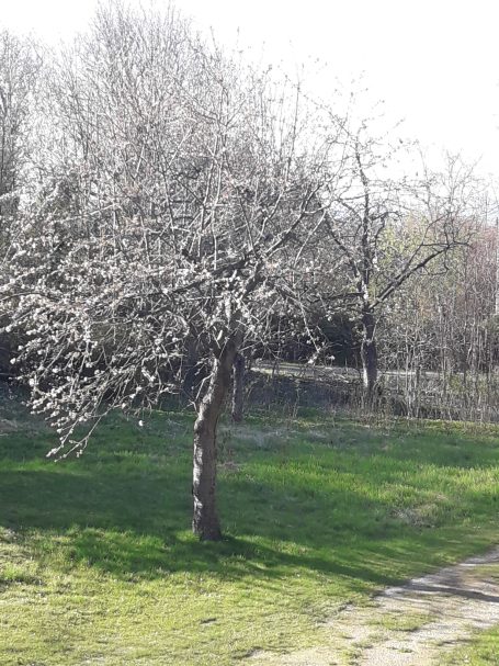 Ein kahler Baum steht auf einer grünen Wiese mit einem sonnigen Hintergrund.