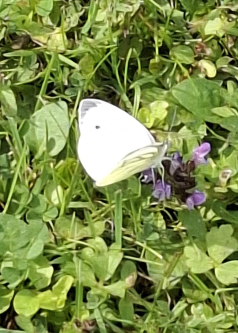 Schmetterling Weißer Schmetterling sitzt auf violetten Blüten in grünem Gras.