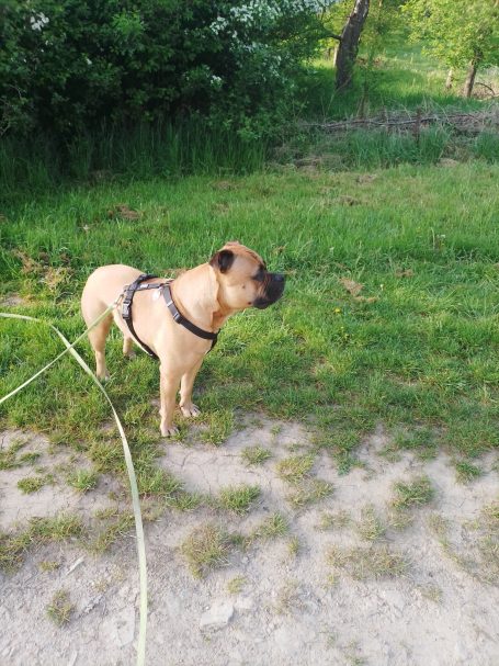 Hund mit Geschirr steht auf einer Wiese, schaut aufmerksam in die Ferne.