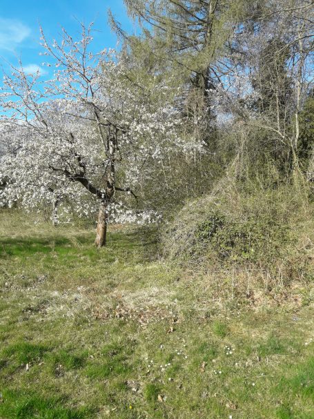 Blühender Baum in einer grünen Wiese mit Sträuchern und klarem Himmel.