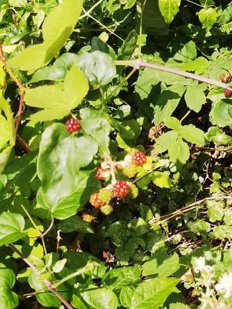 Reife Himbeeren wachsen zwischen grünen Blättern in einer natürlichen Umgebung.
