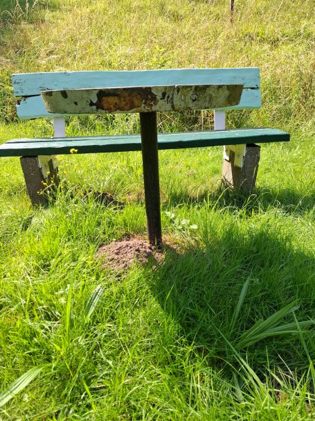 Eine grüne Bank aus Holz steht auf einer Wiese, umgeben von hohem Gras.